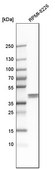 Anti-AUP1 antibody produced in rabbit Prestige Antibodies® Powered by Atlas Antibodies, affinity isolated antibody, buffered aqueous glycerol solution