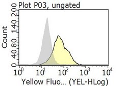 Anti-Helios Antibody, clone 22F6 clone 22F6, from hamster(Armenian)