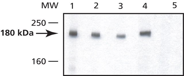 抗 DNMT1 兔抗 affinity isolated antibody, buffered aqueous solution