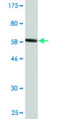 Monoclonal Anti-SDSL antibody produced in mouse clone 1D6-6B8, ascites fluid