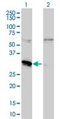 Monoclonal Anti-MLF2 antibody produced in mouse clone 2F6-1E3, purified immunoglobulin, buffered aqueous solution