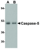 Anti-Caspase-5 (ab1) antibody produced in rabbit affinity isolated antibody, buffered aqueous solution