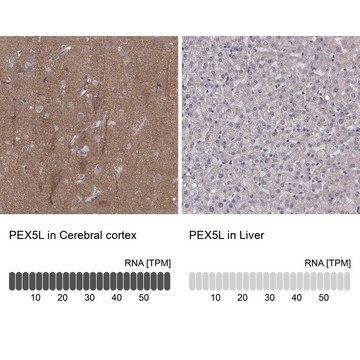 Anti-PEX5L antibody produced in rabbit Prestige Antibodies&#174; Powered by Atlas Antibodies, affinity isolated antibody, buffered aqueous glycerol solution