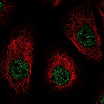 Anti-DNM1 antibody produced in rabbit Prestige Antibodies&#174; Powered by Atlas Antibodies, affinity isolated antibody, buffered aqueous glycerol solution