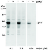 Rabbit anti-p53 Antibody, Affinity Purified
