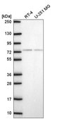 Anti-E4F1 antibody produced in rabbit Prestige Antibodies® Powered by Atlas Antibodies, affinity isolated antibody