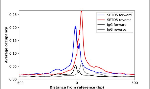 Anti-SETD5 antibody produced in rabbit Prestige Antibodies® Powered by Atlas Antibodies, affinity isolated antibody, buffered aqueous glycerol solution