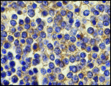 Anti-BCMA antibody produced in rabbit affinity isolated antibody, buffered aqueous solution