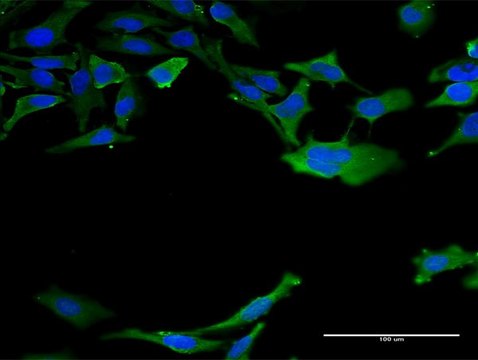 Monoclonal Anti-CALM3 antibody produced in mouse clone 1E2, purified immunoglobulin, buffered aqueous solution