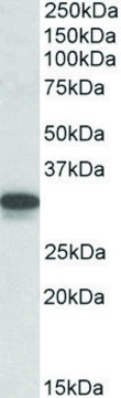 Anti-Cyb5r3 (C-terminal) antibody produced in goat affinity isolated antibody, buffered aqueous solution