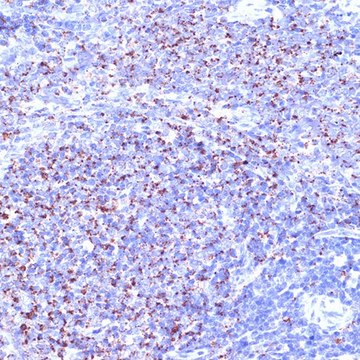 Anti-TC10/RHOQ antibody produced in rabbit