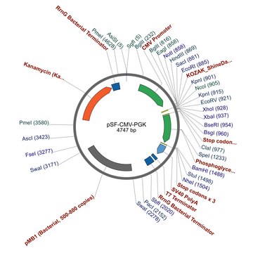 PSF-CMV-PGK-双启动子表达质粒 plasmid vector for molecular cloning