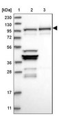 Anti-NVL antibody produced in rabbit Prestige Antibodies® Powered by Atlas Antibodies, affinity isolated antibody, buffered aqueous glycerol solution