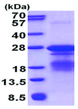 TREM1 human recombinant, expressed in E. coli, &#8805;85% (SDS-PAGE)