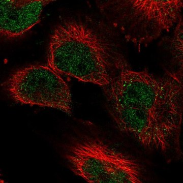 Anti-KDM3A antibody produced in rabbit Prestige Antibodies&#174; Powered by Atlas Antibodies, affinity isolated antibody