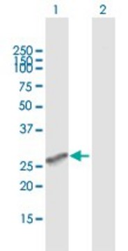 Anti-MS4A6A antibody produced in mouse purified immunoglobulin, buffered aqueous solution