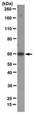 Anti-v-Src Antibody, clone 327 clone 327, from mouse