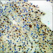 Anti-phospho-c-Jun (pSer73) antibody produced in rabbit affinity isolated antibody