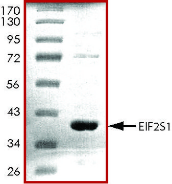 EIF2S1, His tagged human recombinant, expressed in E. coli, &#8805;70% (SDS-PAGE), buffered aqueous glycerol solution