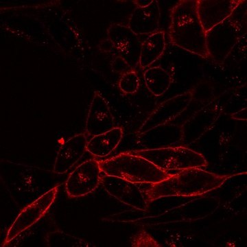 BioTracker NIR770 Cytoplasmic Membrane Dye Live cell imaging lipophilic carbocyanine membrane dye suitable for long-term fluorescent cell labeling and cell tracking studies.