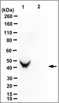 Anti-uPAR Antibody, clone 3C6 (Azide Free) clone 3C6, from rabbit