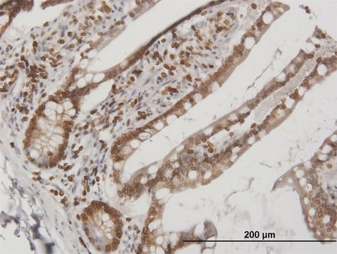 Anti-LBR antibody produced in mouse IgG fraction of antiserum, buffered aqueous solution