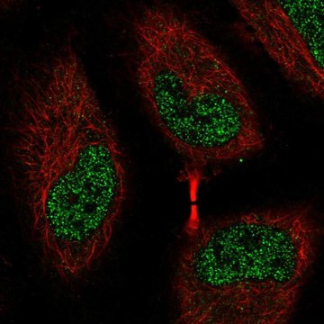 Anti-EEF2K antibody produced in rabbit Prestige Antibodies&#174; Powered by Atlas Antibodies, affinity isolated antibody