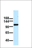 Anti-FAM120A antibody produced in rabbit affinity isolated antibody