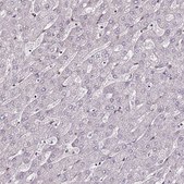 Anti-DUSP28 antibody produced in rabbit Prestige Antibodies® Powered by Atlas Antibodies, affinity isolated antibody, buffered aqueous glycerol solution