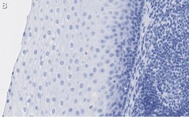 Anti-L-amino acid oxidase Antibody, clone 4O11 ZooMAb® Rabbit Monoclonal recombinant, expressed in HEK 293 cells