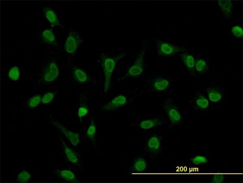 Monoclonal Anti-LEF1 antibody produced in mouse clone 5A3, purified immunoglobulin, buffered aqueous solution