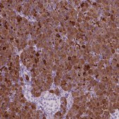 Anti-CUZD1 antibody produced in rabbit Prestige Antibodies® Powered by Atlas Antibodies, affinity isolated antibody, buffered aqueous glycerol solution