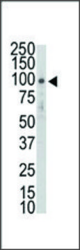 Anti-TYRO10 antibody produced in rabbit IgG fraction of antiserum, buffered aqueous solution