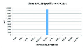 Anti-Acetyl-Histone H3 (Lys23) antibody, Rabbit monoclonal recombinant, expressed in HEK 293 cells, clone RM169, purified immunoglobulin