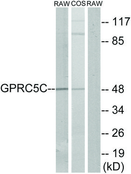 Anti-GPRC5C antibody produced in rabbit affinity isolated antibody