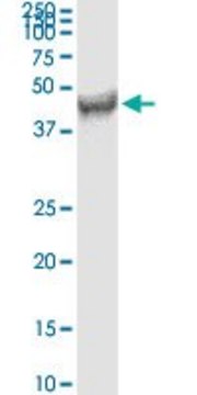 Monoclonal Anti-FDFT1 antibody produced in mouse clone 3C2, purified immunoglobulin, buffered aqueous solution