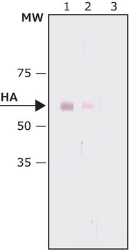 单克隆抗-HA clone HA-7, purified from hybridoma cell culture