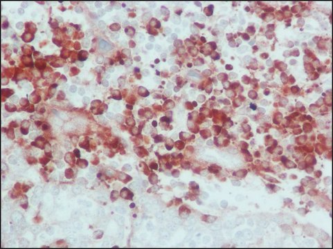 Anti-Human IgG (whole molecule)&#8722;Peroxidase antibody produced in goat IgG fraction of antiserum, buffered aqueous solution