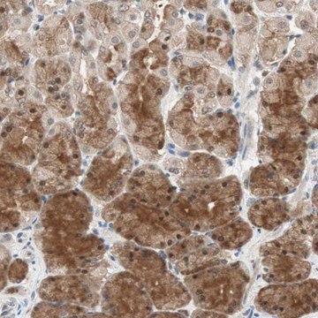 Anti-GART antibody produced in rabbit Prestige Antibodies&#174; Powered by Atlas Antibodies, affinity isolated antibody, buffered aqueous glycerol solution