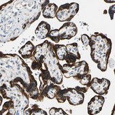 Anti-LRPAP1 antibody produced in rabbit Prestige Antibodies® Powered by Atlas Antibodies, affinity isolated antibody, buffered aqueous glycerol solution