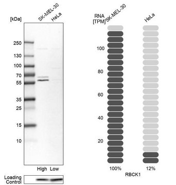 抗-RBCK1 兔抗 Prestige Antibodies&#174; Powered by Atlas Antibodies, affinity isolated antibody, buffered aqueous glycerol solution