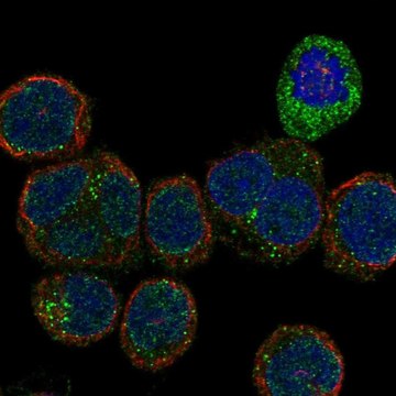 Anti-Kdr Antibody Produced In Rabbit Prestige Antibodies&#174; Powered by Atlas Antibodies, affinity isolated antibody, buffered aqueous glycerol solution