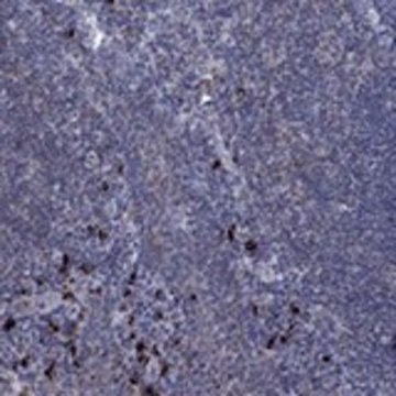 Anti-PVR antibody produced in rabbit Prestige Antibodies&#174; Powered by Atlas Antibodies, affinity isolated antibody, buffered aqueous glycerol solution