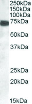 Anti-HIP14L/ZDHHC13 antibody produced in goat affinity isolated antibody, buffered aqueous solution