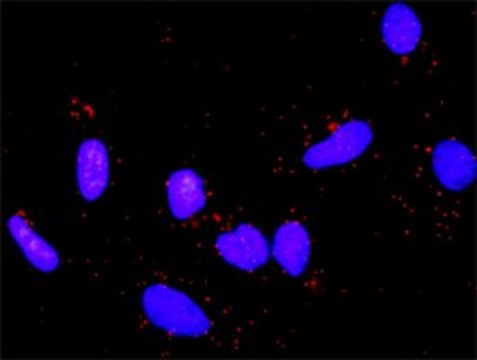 Anti-APC antibody produced in rabbit purified immunoglobulin, buffered aqueous solution