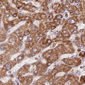 Anti-ATP5H antibody produced in rabbit Prestige Antibodies® Powered by Atlas Antibodies, affinity isolated antibody, buffered aqueous glycerol solution