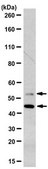 Anti-Ser/Thr-protein kinase Nek2 Antibody, clone 5D2.1 clone 5D2.1, from mouse