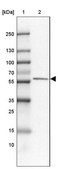 Anti-FAM189A1 antibody produced in rabbit Prestige Antibodies® Powered by Atlas Antibodies, affinity isolated antibody, buffered aqueous glycerol solution