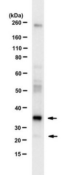 Anti-RINF (CXXC5) from rabbit, purified by affinity chromatography