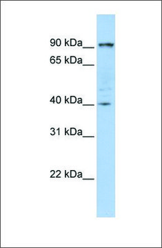 Anti-PYGB (ab1) antibody produced in rabbit affinity isolated antibody